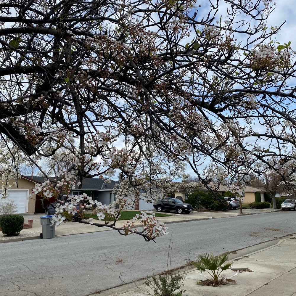 Meet your Posher, Ferry